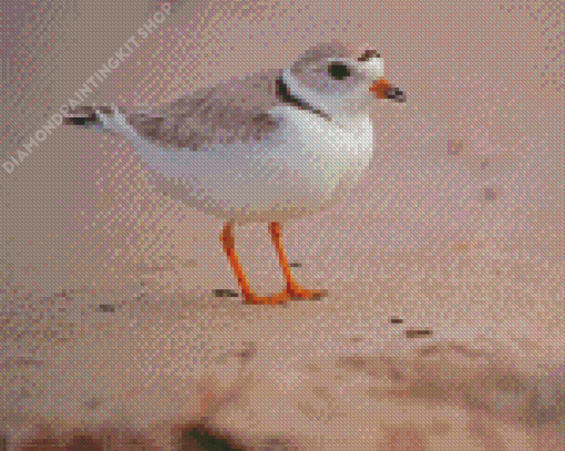 Piping Plover Diamond Painting