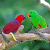 Red And Green Eclectus Parrot Diamond Painting