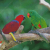 Red And Green Eclectus Parrot Diamond Painting