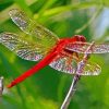 Red Insect Red Dragonfly Diamond Painting