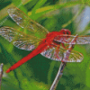 Red Insect Red Dragonfly Diamond Painting