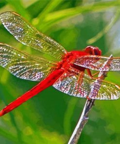 Red Insect Red Dragonfly Diamond Painting