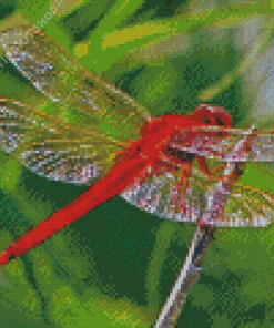 Red Insect Red Dragonfly Diamond Painting