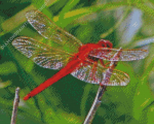 Red Insect Red Dragonfly Diamond Painting