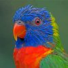 Tropical Colorful Lory Diamond Painting