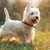 West Highland Terrier Puppy Diamond Painting