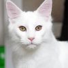 White Cat Animal Diamond Painting