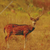 Axis Deer In The National Park Diamond Painting