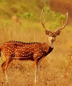 Axis Deer In The National Park Diamond Painting