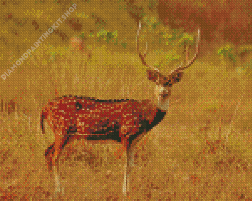 Axis Deer In The National Park Diamond Painting