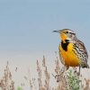 Beautiful Western Meadowlark Diamond Painting