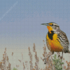 Beautiful Western Meadowlark Diamond Painting