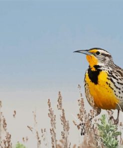 Beautiful Western Meadowlark Diamond Painting