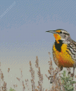 Beautiful Western Meadowlark Diamond Painting