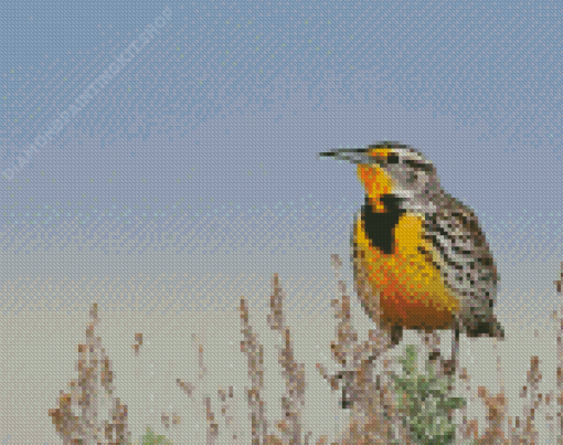 Beautiful Western Meadowlark Diamond Painting