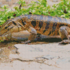 Black And Brown Tegu Lizard Diamond Painting