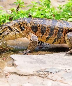 Black And Brown Tegu Lizard Diamond Painting