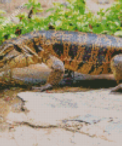 Black And Brown Tegu Lizard Diamond Painting