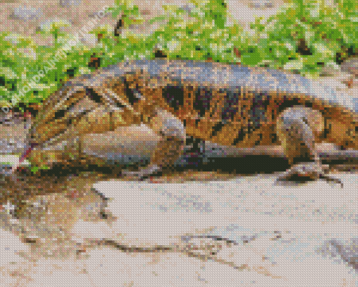 Black And Brown Tegu Lizard Diamond Painting