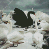 Black Swans Diamond Painting