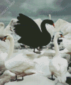 Black Swans Diamond Painting