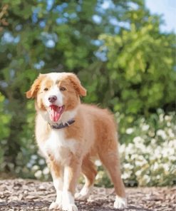 Blonde Border Collie Puppy Diamond Painting