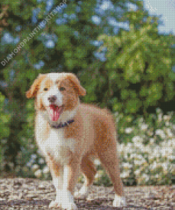 Blonde Border Collie Puppy Diamond Painting