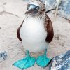 Blue Footed Boob Diamond Painting