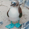 Blue Footed Boob Diamond Painting