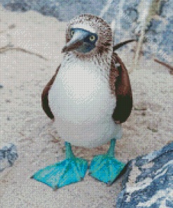 Blue Footed Boob Diamond Painting