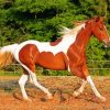 Brown And White Horse Animal Diamond Painting