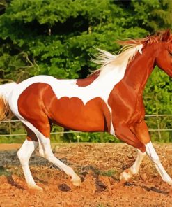 Brown And White Horse Animal Diamond Painting