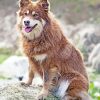 Brown Finnish Lapphund Dog Diamond Painting