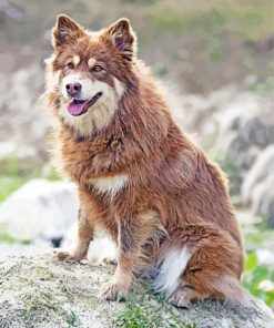 Brown Finnish Lapphund Dog Diamond Painting