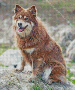 Brown Finnish Lapphund Dog Diamond Painting