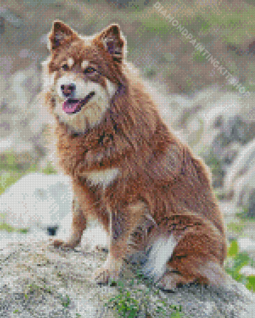 Brown Finnish Lapphund Dog Diamond Painting