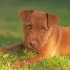 Brown Patterdale Terrier Dog Diamond Painting