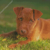 Brown Patterdale Terrier Dog Diamond Painting