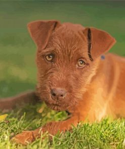 Brown Patterdale Terrier Dog Diamond Painting