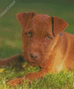 Brown Patterdale Terrier Dog Diamond Painting