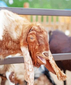 Brown And White Long Eared Goat Diamond Painting