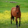 Brown Mare Horse Diamond Painting