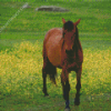 Brown Mare Horse Diamond Painting