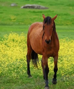 Brown Mare Horse Diamond Painting