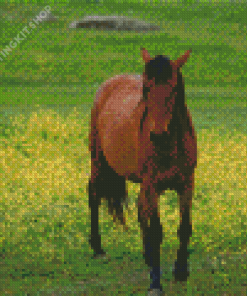 Brown Mare Horse Diamond Painting