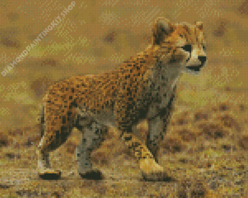 Cheetah Baby Diamond Painting