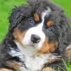 Cute Bernedoodle Puppy Diamond Painting