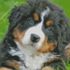 Cute Bernedoodle Puppy Diamond Painting