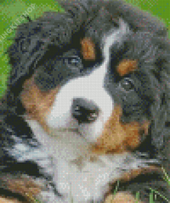 Cute Bernedoodle Puppy Diamond Painting