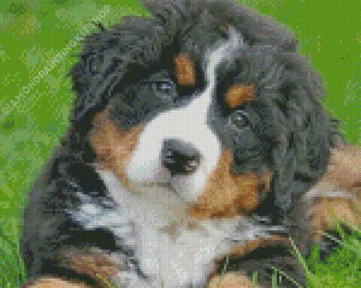 Cute Bernedoodle Puppy Diamond Painting